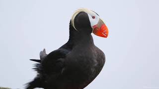 Tufted Puffins [upl. by Gnilsia]