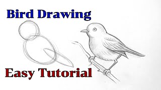 How to draw a bird drawing easy step by step Basic drawing lessons for beginners pencil drawings [upl. by Church]