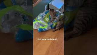 An unexpected way to get down the stairs😂😂 cat catvideos funny funnyvideo [upl. by Spancake235]