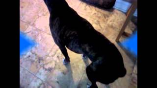 Dog Hip Dysplasia Recovery Tyson a 9 year old Boxer runs again [upl. by Anohr]