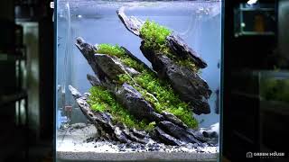 30cm Cube Tank Simple Aquascape [upl. by Acemaj]