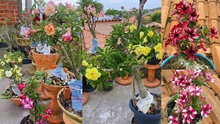 rosadodeserto minhas plantas estão com floração espetacularlaje cheia de flores 🫠dicasincriveis [upl. by Geoffry]