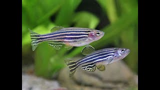 Zebra Danio  The MOST UNDERRATED Schooling Fish [upl. by Ahsiela]