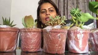 Unboxing  Nurserylive Plants Unboxing  Review amp First Impression LIVE Kavya K  nurserylive [upl. by Losyram]