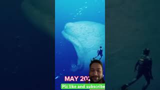 Shark h bhai funny viralvideo shark shortvideo animals youtubeshorts fish cartoonvideo [upl. by Chladek]