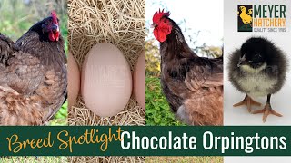 Meyer Hatchery Breed Spotlight  Chocolate Orpingtons [upl. by Queena179]