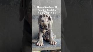 Excellent Quality Neapolitan Mastiff Puppies Available  Neo Mastiff Puppy’s Looking For New Home [upl. by Nahgam]