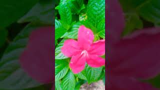 Discover the Wild Petunia or Pink Ruellia plant  Ruellia rosea shorts [upl. by Cicenia]