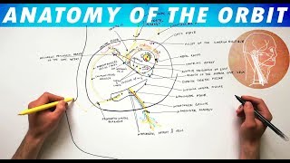 Anatomy of the Orbit  Vessels and Nerves [upl. by Seth]