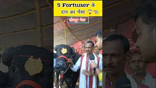 5 फॉर्च्यूनर के दाम का भैंसा 😱  Sonpur Mela 2024 buffalo viralvideo shorts [upl. by Atalanti696]