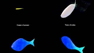 Hydrodynamics of Swimming Maneuvers on Fishes [upl. by Chuah656]