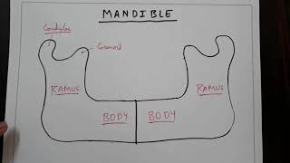 Mandible bone 1 How to make it  TCML [upl. by Dail]