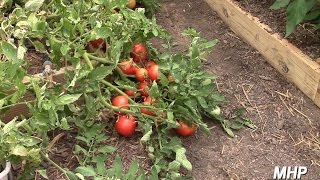 Hybrid Volunteer Tomatoes  Yes You Can Save Hybrid Seeds [upl. by Addison]