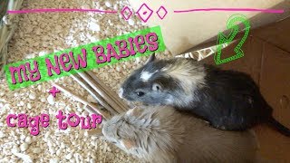 GETTING MY NEW GERBILS  CAGE TOUR [upl. by Susann]