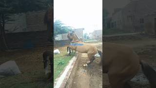 Beautifull horse dance stallion horsestudservicesexplained stalliontradingvishalsingh subscribe [upl. by Analahs]