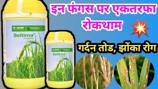 💥seltima fungicide  basf seltima  pyraclostrobin 10  dhaan me fungus control kaise kare । [upl. by Aicilif]