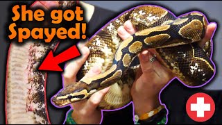 Rescuing a Ball Python with Rotting Eggs Inside Her [upl. by Hera]