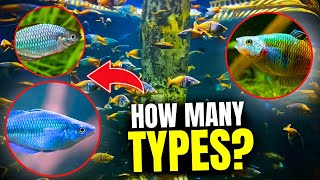 Types of Rainbow Fish Discover the Top 15 Varieties [upl. by Corney]