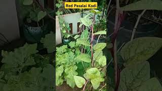 Red Pasalai Keerai Kodi ♥️♥️🍒 [upl. by Adim]