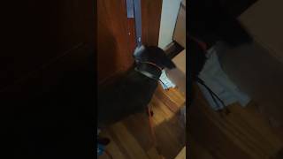 Service dog training vlog  my dog has gotten so good at opening the door [upl. by Einahets]