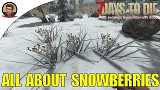 7 Days to Die All About Snowberries [upl. by Azilanna193]