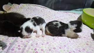 Petunias 1 Day Old Persian Kittens  BiColorsLilac or BlueBlack [upl. by Amsden107]