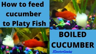 Aquarium How to feed cucumber to Platy Fish Platys eating BOILED CUCUMBER  1DoctorGenius [upl. by Alarice]