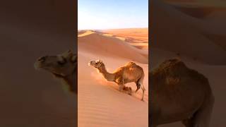 Camel interesting fact 🐪🔥shorts shortsvideo shortsfeed youtubeshorts camel quran bayan short [upl. by Ylim214]