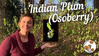 Indian Plum Osoberry Ep 21  Botany with Brit [upl. by Jenni814]