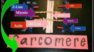 Sarcomere Projectmov [upl. by Dinny]