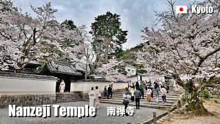 2024 Cherry blossoms at Nanzenji Temple Kyoto Japan  4K Walking [upl. by Tasiana]