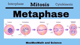 Metaphase Mitotic Stages [upl. by Ennyletak]