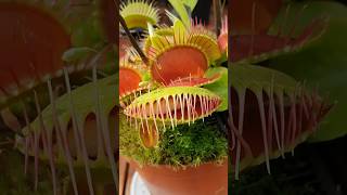 Venus Flytrap Carnivorous Plant shorts [upl. by Tanitansy]