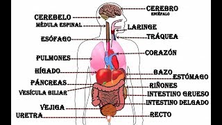 Órganos del cuerpo humano [upl. by Annaul]