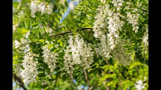 Robinia pseudoacacia [upl. by Namia]