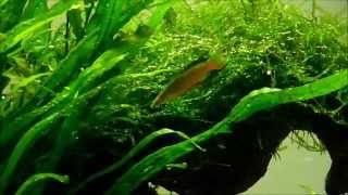 Threadfin Rainbowfish courtship display [upl. by Raoul]