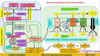 9Résumé générale de la respiration et de la fermentation 2BAC PCSVT [upl. by Nivrem]