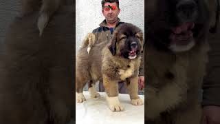 Bizon aged 2 months to 5 months dog dogs animals caucasianshepherdpets jozodogs [upl. by Pesek]