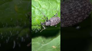 Vine Weevil On Field Pumpkin In Early November weevils insects nature [upl. by Lemyt]