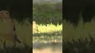 Dickcissel in the Park [upl. by Eenahc]