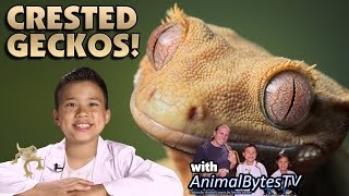 CRESTED GECKOS Pet Reptiles with EvanTubeHD amp AnimalBytesTV [upl. by Immas377]