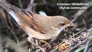 Common Whitethroat BIRDSONG Bird Call and Pictures for Learning [upl. by Isbel]