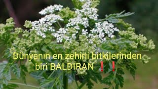 Baldıran otu Baldıran bitkisi Baldıran Conium maculatum Hemlock Poison Hemlock Water Hemlock [upl. by Demitria107]