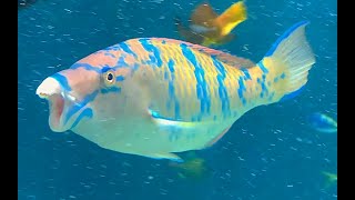 ヒブダイ Bluebarred parrotfish Scarus ghobban [upl. by Lucia]