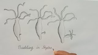 Budding in hydra [upl. by Apostles]