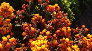 CALCEOLARIA integrifolia [upl. by Fleta]