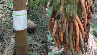 Rooting Technique Betel Nut Tree  Betel Nut  Betel Nut Farming [upl. by Jorge]