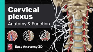 Cervical plexus Anatomy amp Function  Branches  Easy Anatomy [upl. by Sparke]