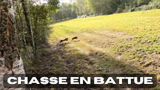 Chasse en battue ouverture 20232024 multiples tirs de chevreuilssangliers [upl. by Strain]