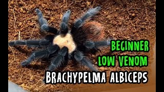 Brachypelma albiceps ready stock 2019 [upl. by Onitselec299]